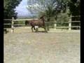 videos de mio cavallo horse.mp4