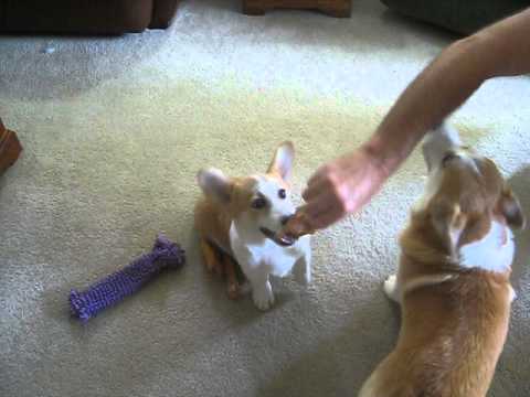 Georgie Playing with Toy