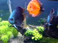 Aquascaping with Discus Aquascaping with Discus