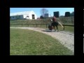 Rocky Mountain Horse Sam I am in Ncaa Tourney?