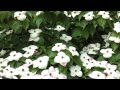 Flowering Cornus (Dogwoods); Four of the Best