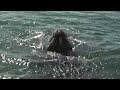 Playing with gray whale mom and calf