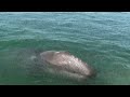 Playing with gray whale mom and calf Playing with gray whale mom and calf