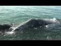 Playing with gray whale mom and calf