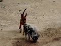 Click here to watch this video Quem não tem cão transa com porco! (culto a bacorins)