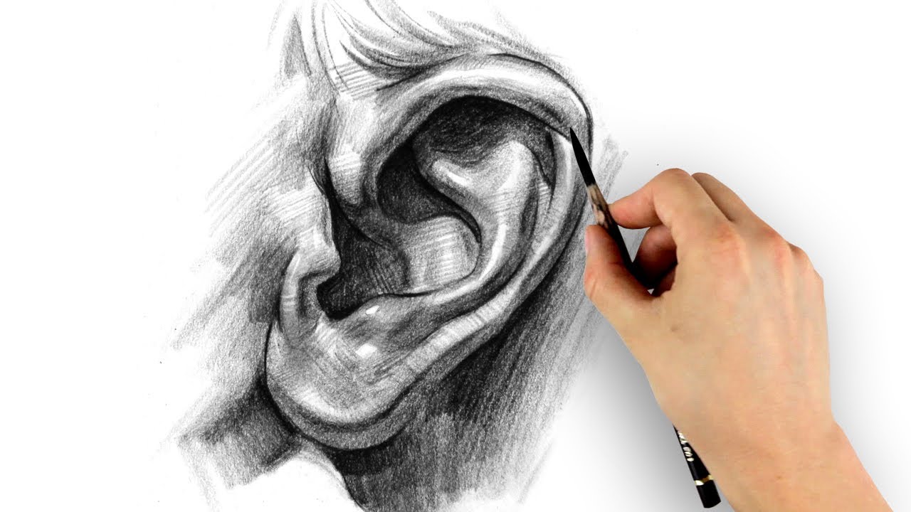 ears drawing tutorial