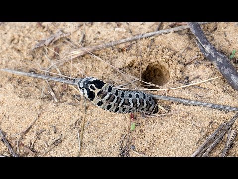 YouTube reptile video