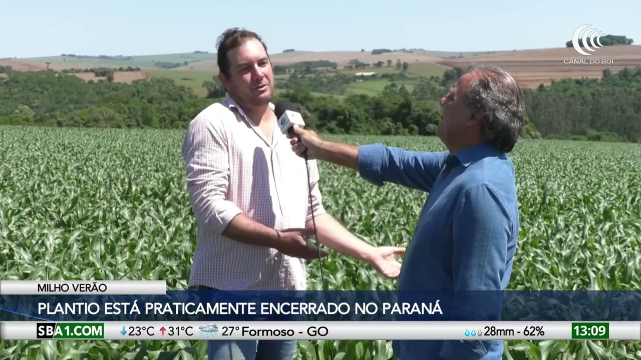 Plantio do milho verão está praticamente encerrado no Paraná