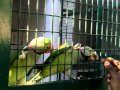 Feeding Alexandrine  @ Coimbatore ZOO