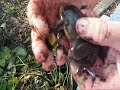 A few things I do to prepare my pond for Freezing weather