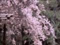 El Legendario Samurai del Antiguo Japon - Parte 1 de 3 -