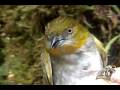 Yellow-throated Bush-Tanager (Chlorospingus flavigularis)