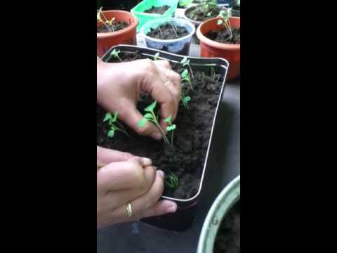 how to transplant pechay