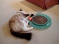 Murphy-a-5-year-old-