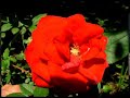 Gringo Flamenco- Farruca of the Flowers