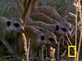 Meerkat Mob Rule