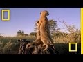 Meerkat Mob Rule