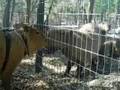 Caplin Rous Meets Some Capybaras
