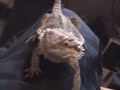pogona Ivory & Cal�doni(e)