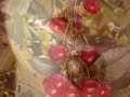 Le temps des cerises