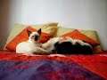 omg cat kills dog
