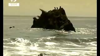 Unknown Giant Monster found after tsunami