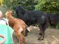 videos de Kai-fi en Duts