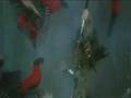 videos de Chandni Chowk to China - Trailer Teaser *Desimafia.org*