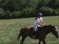 videos de best horse contest