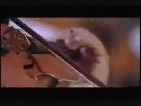 bola4 - Bolasuriana con eugenia leon.