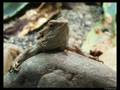 subway to sally - die rose im wasser