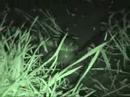 Chorus of Toads