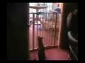 Katzen unfall Katzen unfall
