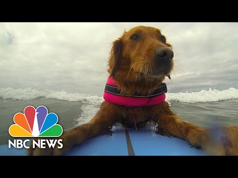 Surfing Dog Inspires Disabled Children | NBC News