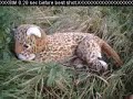JUNGLE BEAST GOLD SHOT CHALLENGE Paparazzi Loves Grass Wood IMPROVE ZOOM SKILL II Hunt Forest Devil