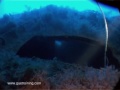 Al Qamar Ferry Dive
