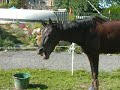 opie travail a pied le 22 juillet