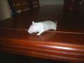 videos de Pelota la jerbo