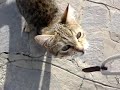 GATTI mici gattini micetti miagolosi fanno le fusa e giocano