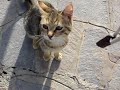 GATTI mici gattini micetti miagolosi fanno le fusa e giocano