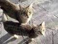 GATTI mici gattini micetti miagolosi fanno le fusa e giocano