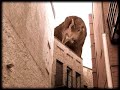 The final trailer for the Mad City Chickens feature-length documentary. Produced and directed by Tashai Lovington & Robert Lughai. Featuring in order of appearance: Elizabeth Arth (mail order chicks) Craig Johnson (narrator) Kent Bahrenfuss (mcmurray hatchery) Larry Cooper (chicken grits) Dr. Michael Greger (bird flu) India Rassner-Donovan (texas chicken stories) Chery Long (mother earth news egg study) Richard Kilmer (chicken art) with Colin Cameron, Patrick Aspinwall & Justin Riley Music: 