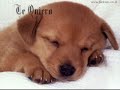 Videos de Amor para Dedicar
