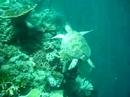 Sipidan Turtle Sipidan Turtle