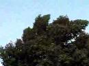 Birds singing in the trees in the evening