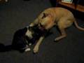 Bullmastiff video
