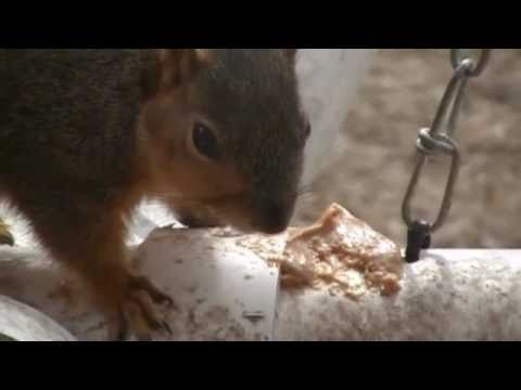 how to treat squirrels with mange