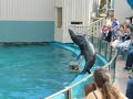 Seal at Taronga Zoo