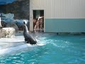 Seal at Taronga Zoo