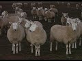 Camerons Farmstay